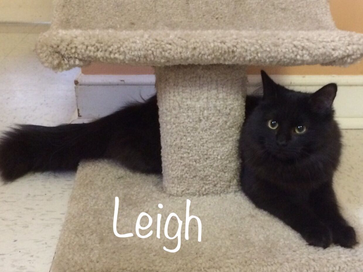 Little Leigh and Hailey were two of the Purr-fect Cat Shelter’s boarders this past month, looking for loving, permanent homes. The shelter will hold its annual Fur Bowl at Ryan Family Amusements on March 4th, and a bake sale at Wal-Mart in Bellingham on March 30th.