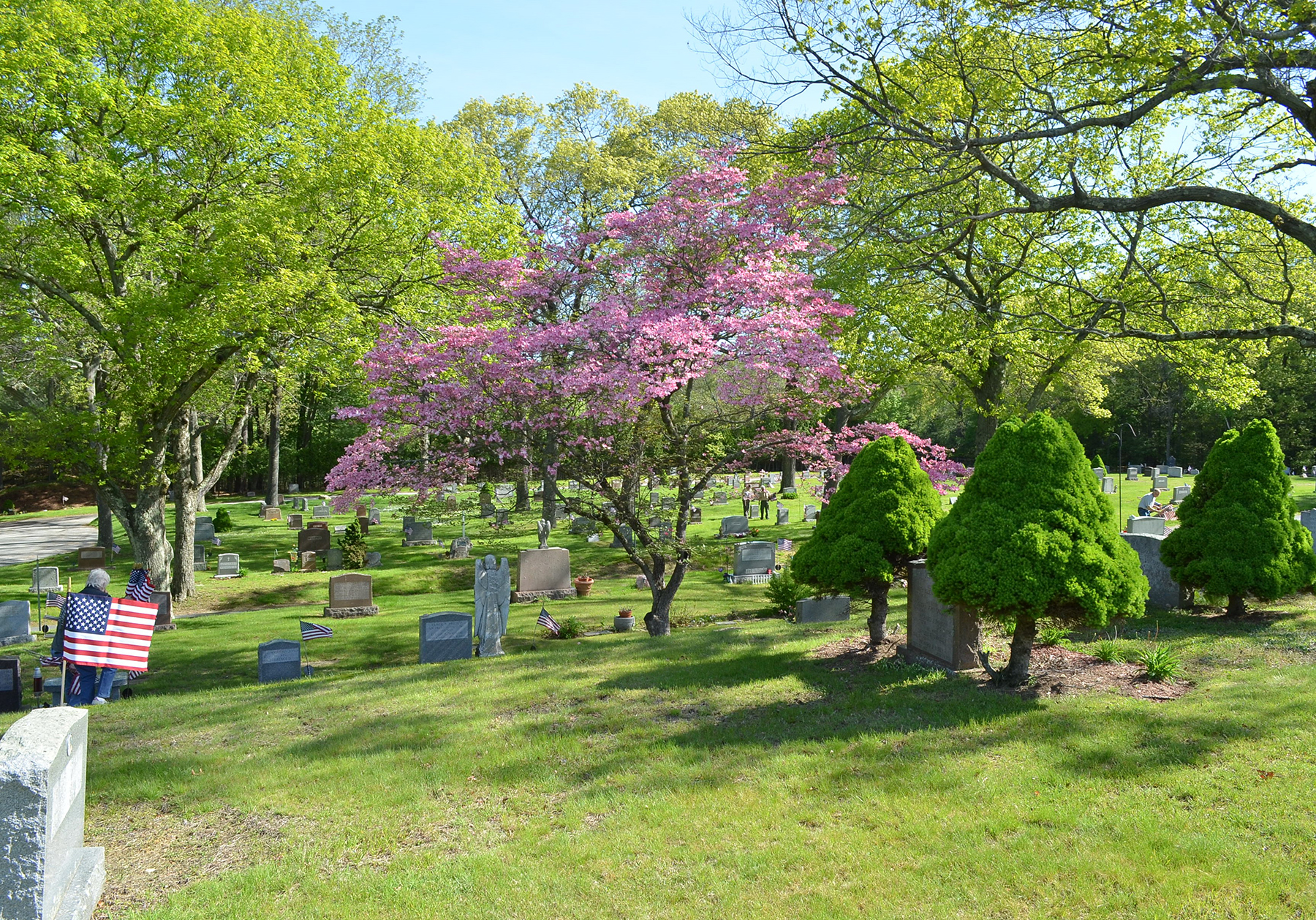 Trees are valuable for the beauty they provide but also because they remove carbon from the atmosphere. (Photo/Wildwood Cemetery by David Perry)