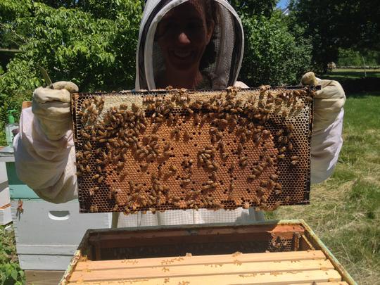 Between Varroa destructive mites and colony collapse disorder, beekeeping has become difficult of late. Local experts suggest the use of pesticides, even natural ones, during the time bees are foraging, contributes to the problem, and they encourage homeowners to plant more nectar- and pollen-bearing plants.