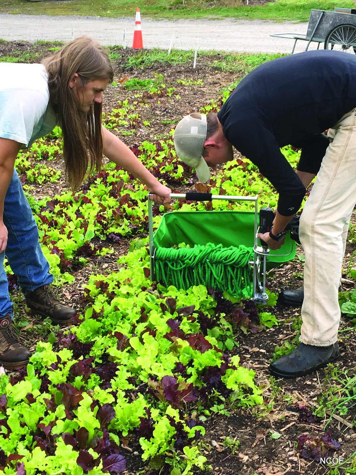 Mechanical lettuce harvester